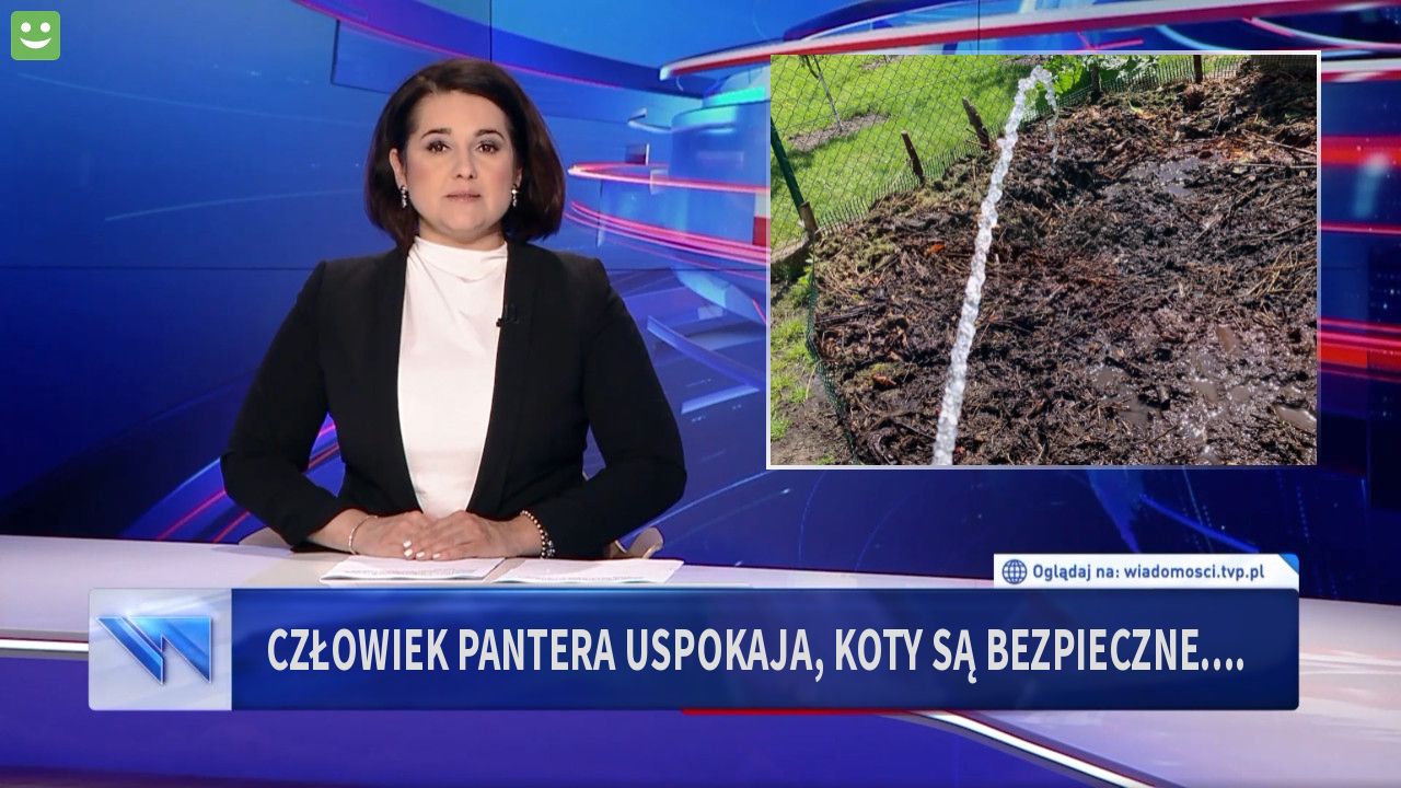 człowiek pantera uspokaja, koty są bezpieczne....