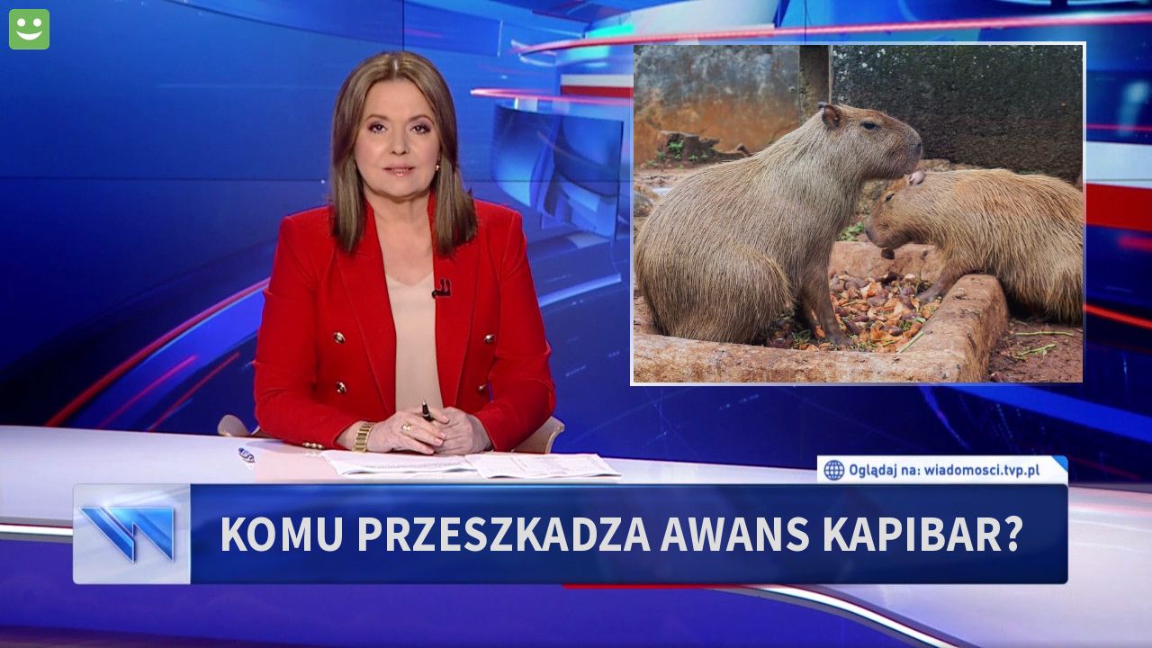 Komu przeszkadza awans kapibar?