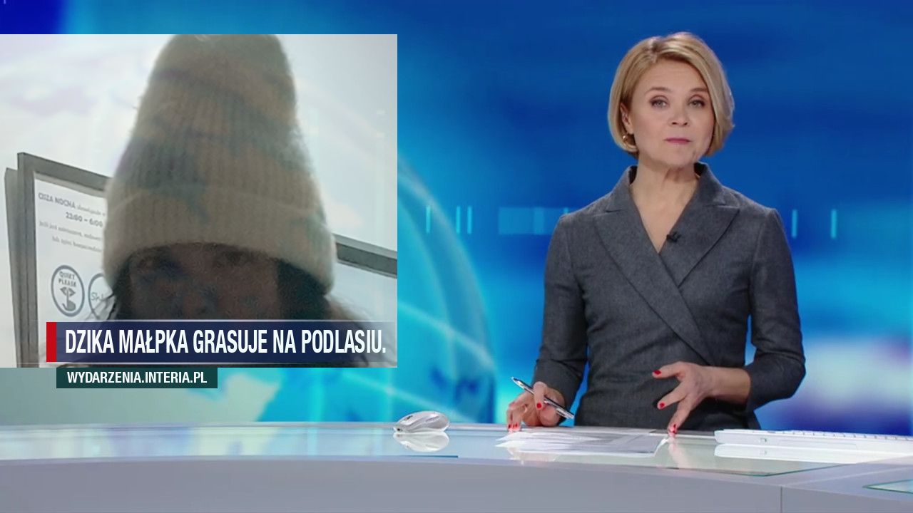 Dzika małpka grasuje na Podlasiu.