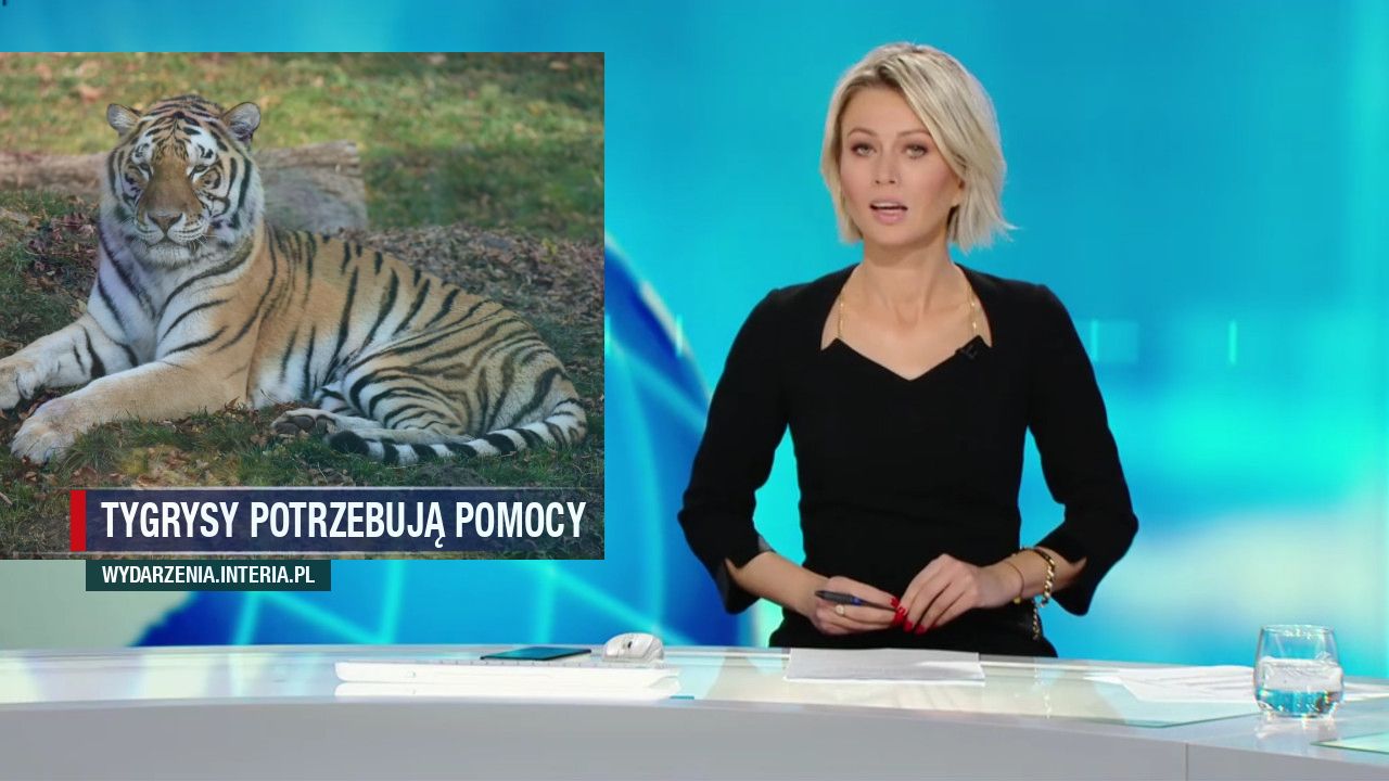 Tygrysy potrzebują pomocy