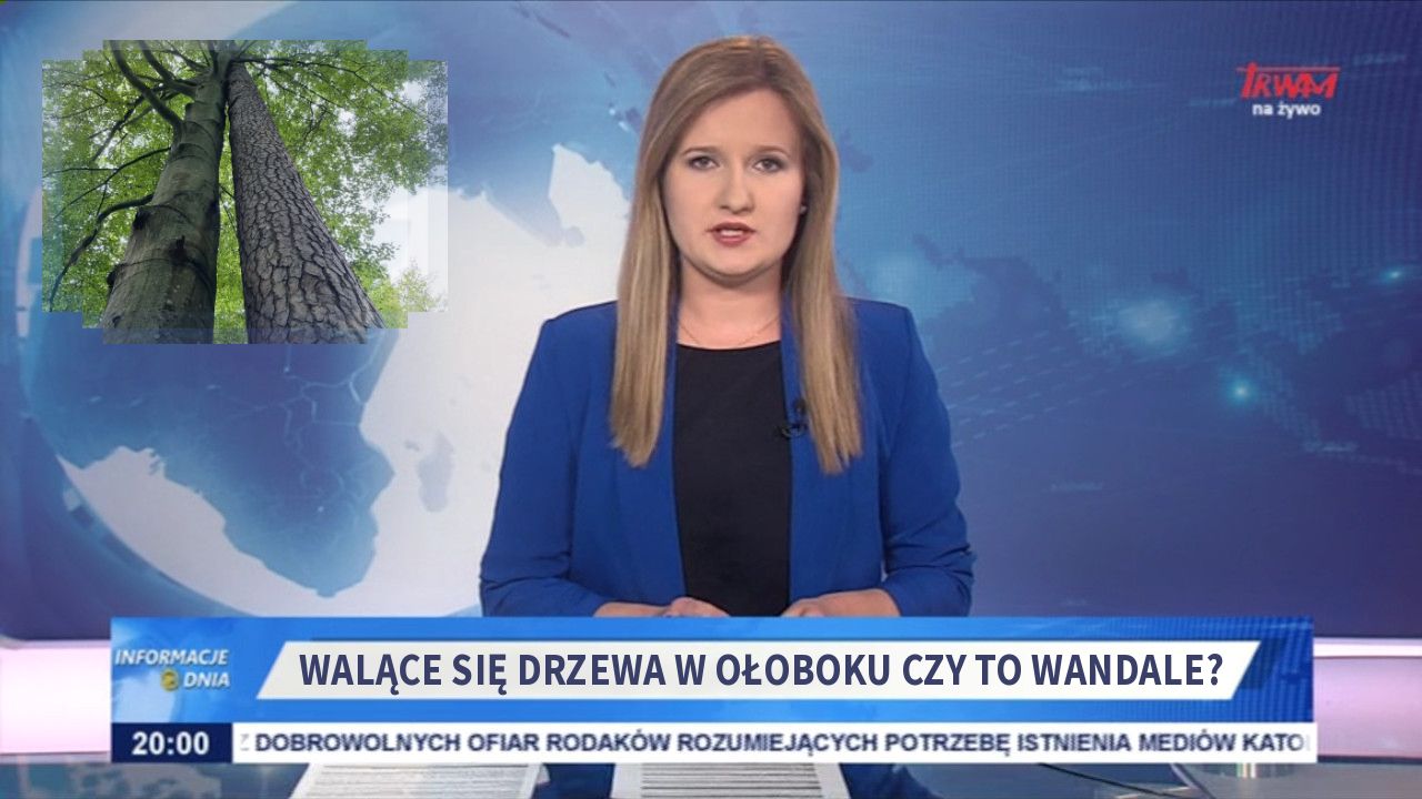 Walące się drzewa w ołoboku czy to wandale?