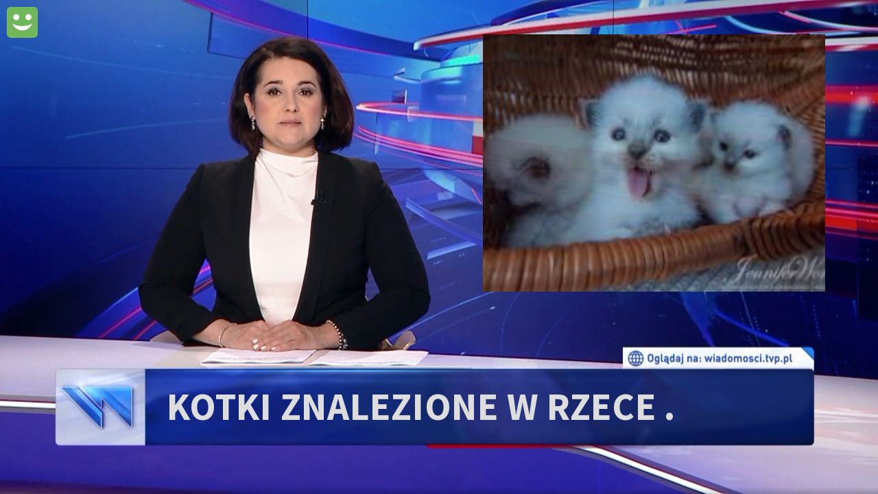 kotki znalezione w rzece .