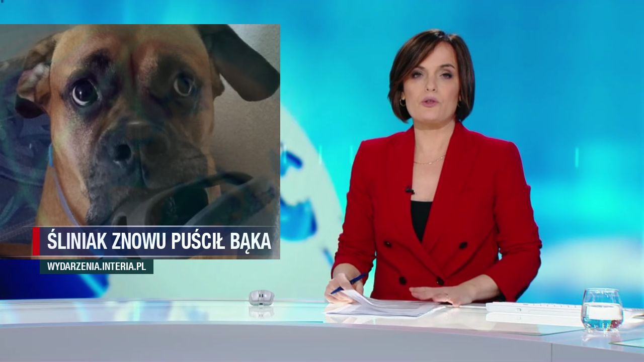 Śliniak znowu puścił bąka 