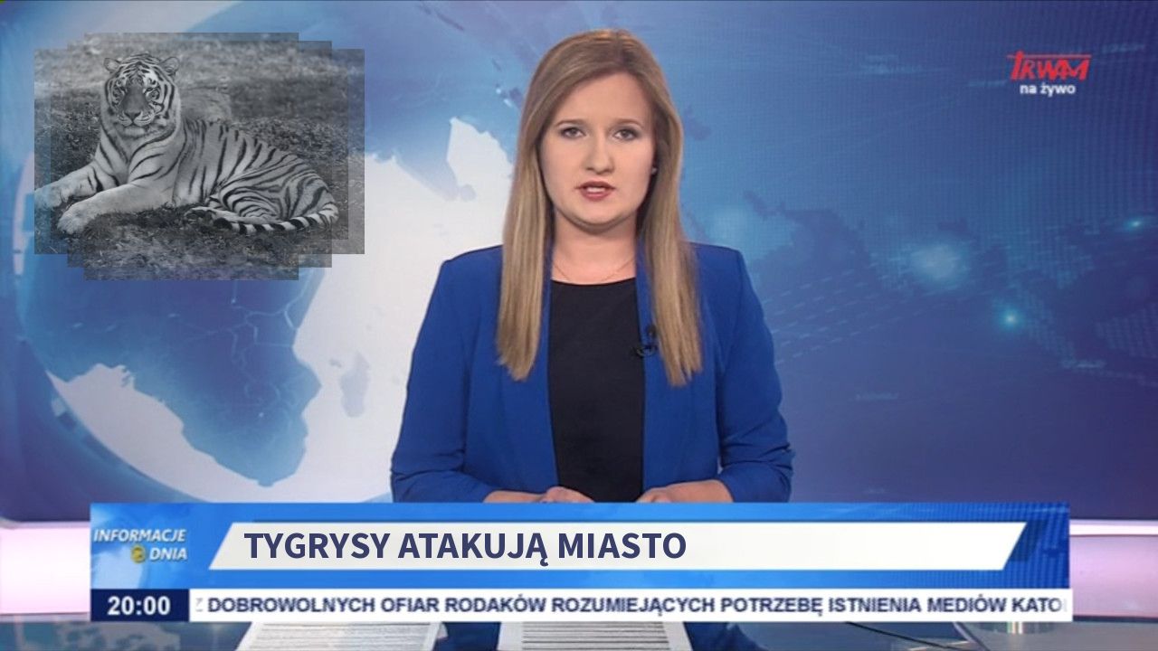 Tygrysy atakują miasto