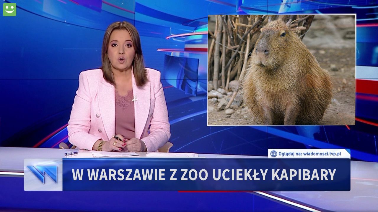 W Warszawie  z zoo uciekły Kapibary