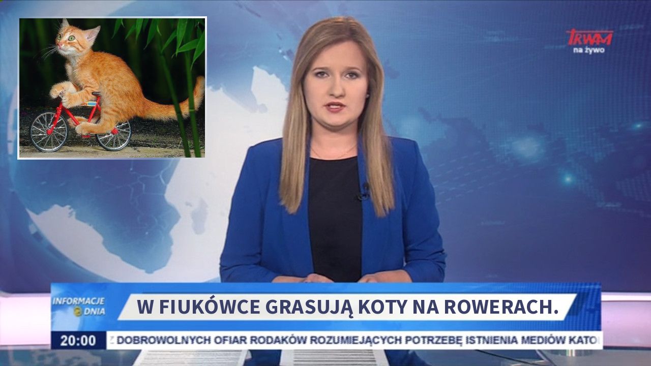 W Fiukówce grasują koty na rowerach.