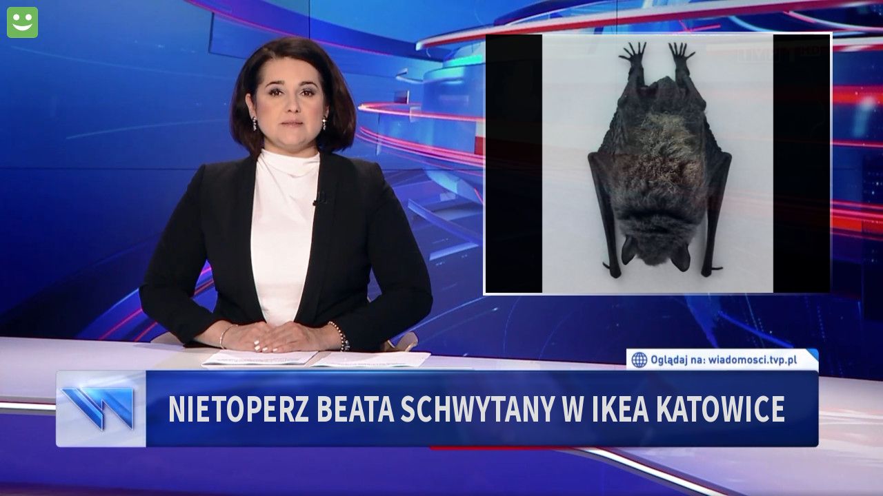 Nietoperz Beata schwytany w Ikea Katowice