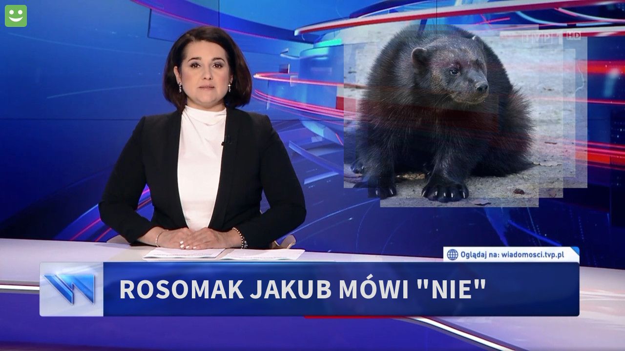 rosomak Jakub mówi "NIE"