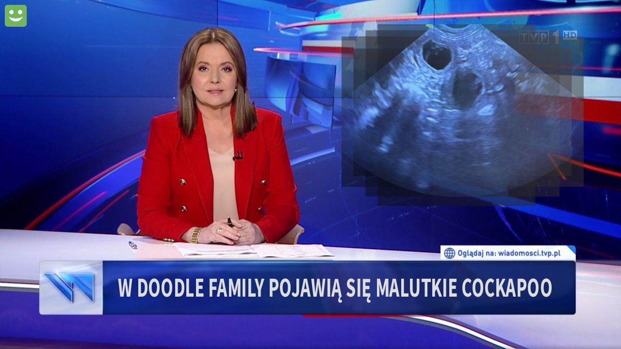 W doodle family pojawią się malutkie cockapoo