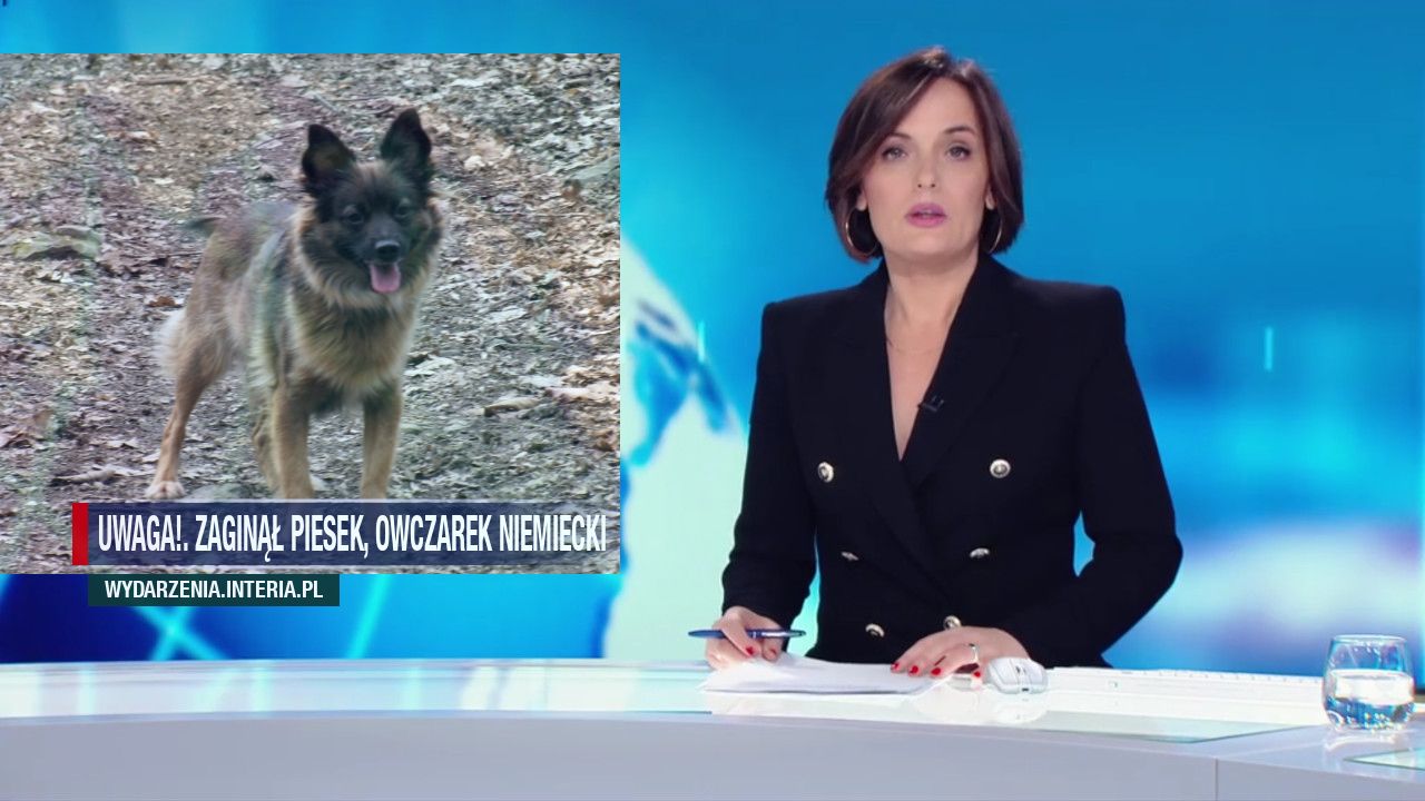 Uwaga!. Zaginął piesek, owczarek niemiecki