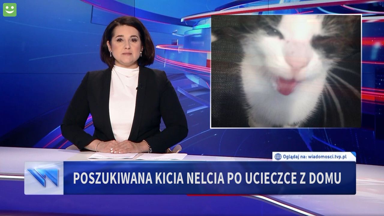 POSZUKIWANA KICIA NELCIA PO UCIECZCE Z DOMU