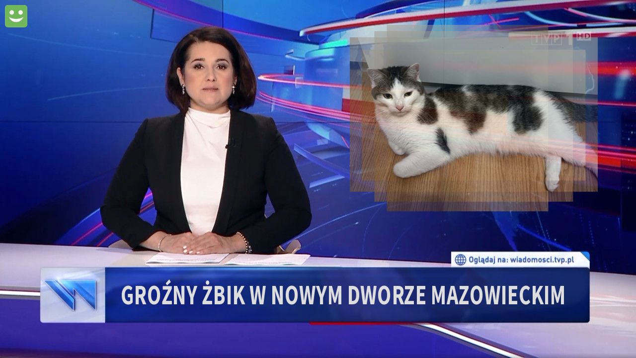 groźny żbik w nowym dworze mazowieckim