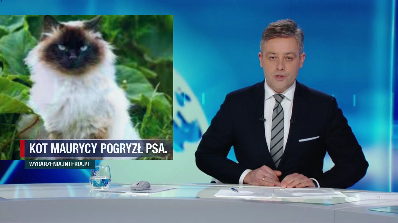 Kot Maurycy pogryzł psa.