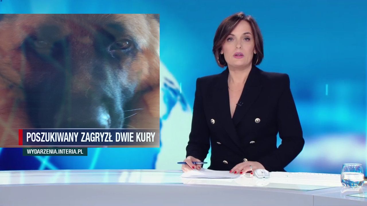 Poszukiwany zagryzł dwie kury