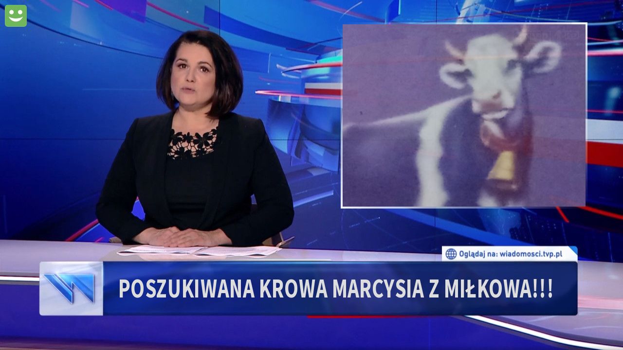 Poszukiwana krowa Marcysia z Miłkowa!!!