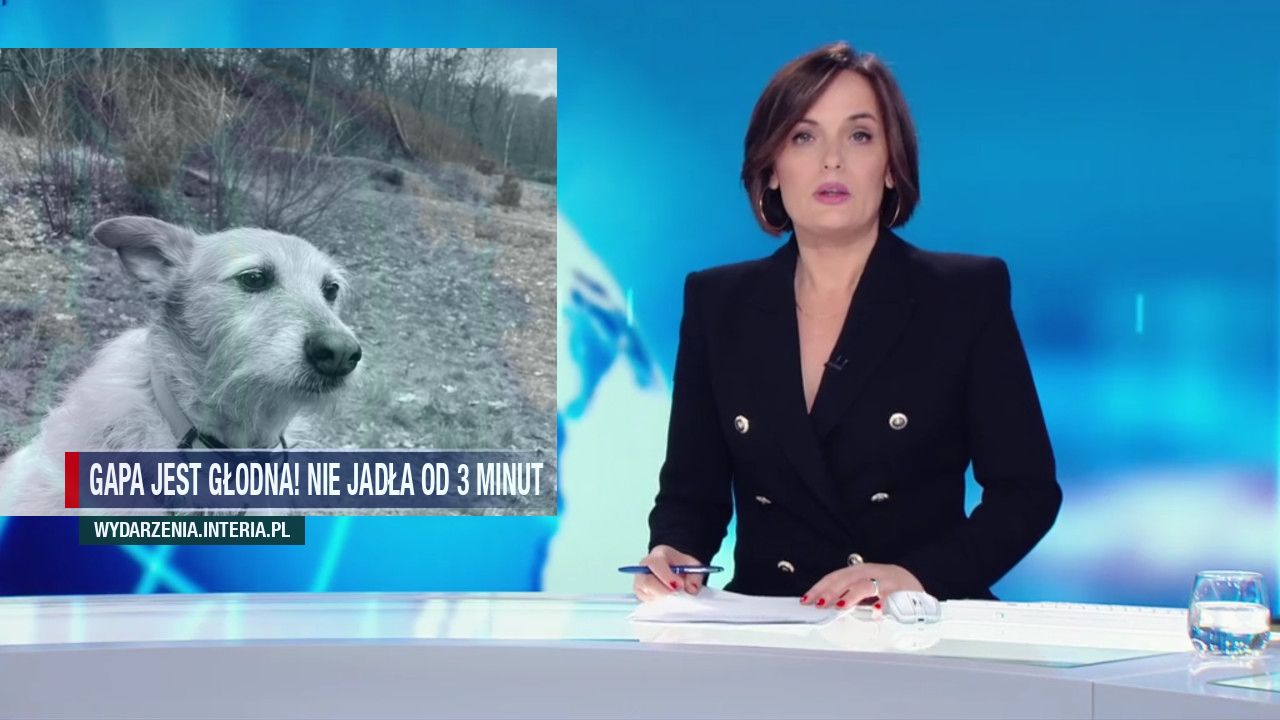 Gapa jest głodna! Nie jadła od 3 minut