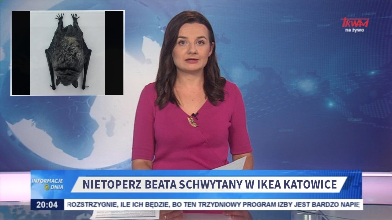 Nietoperz Beata schwytany w Ikea Katowice