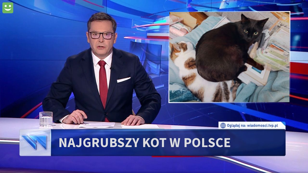 najgrubszy kot w Polsce