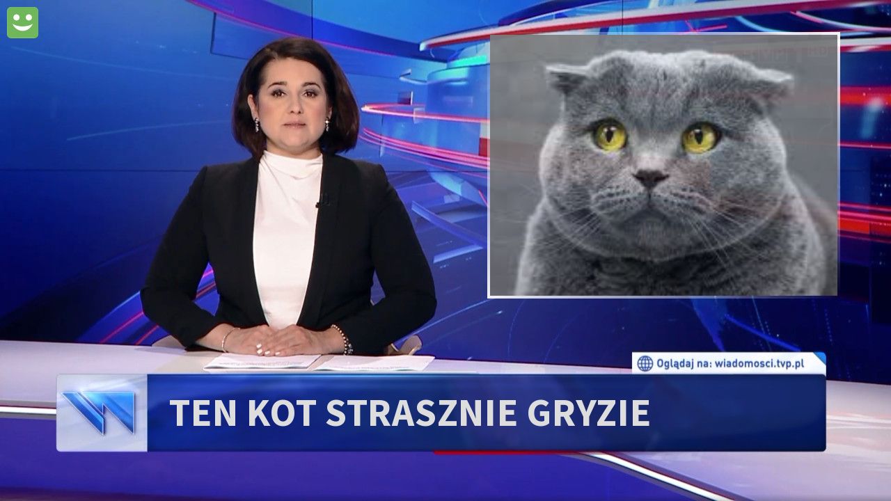 ten kot strasznie gryzie