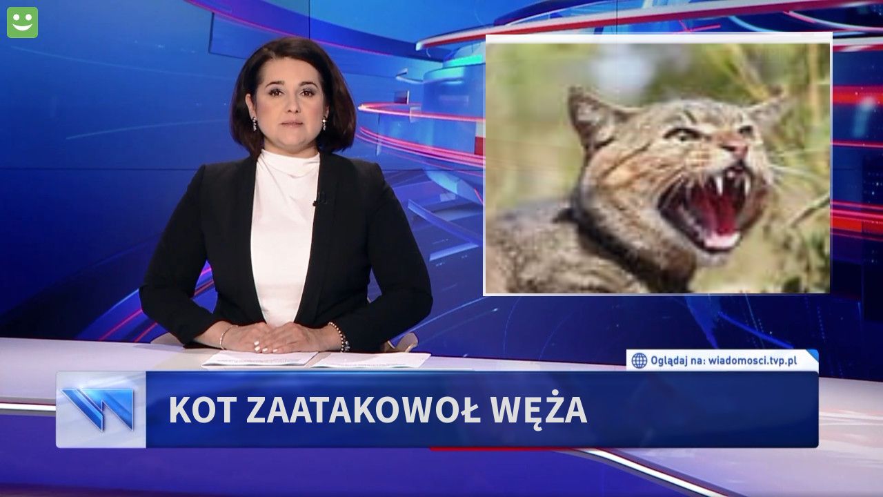 kot zaatakowoł   węża