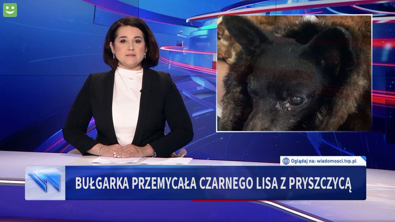 Bułgarka przemycała czarnego lisa z pryszczycą