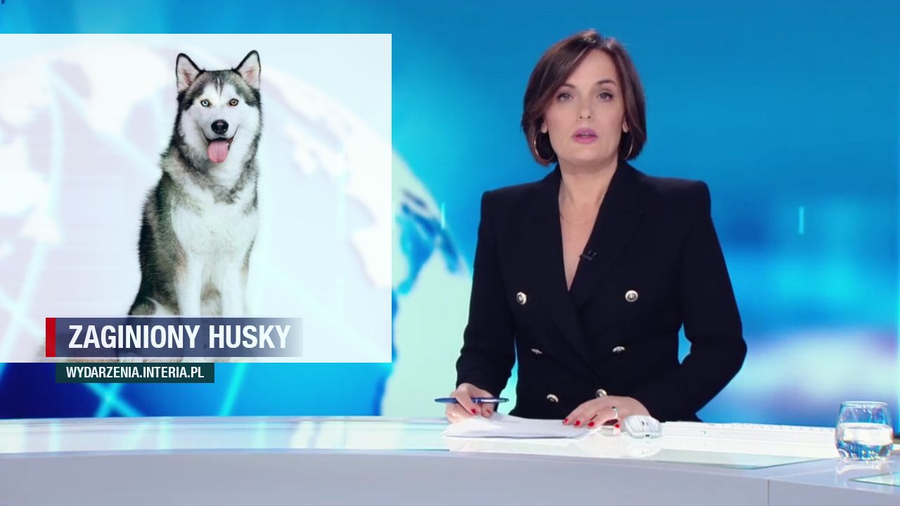 ZAGINIONY    HUSKY