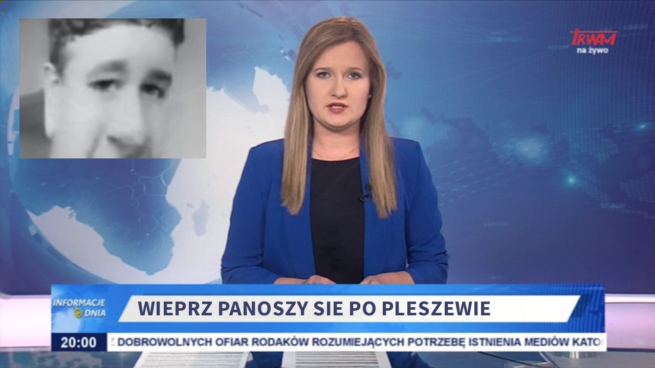 wieprz panoszy sie po pleszewie