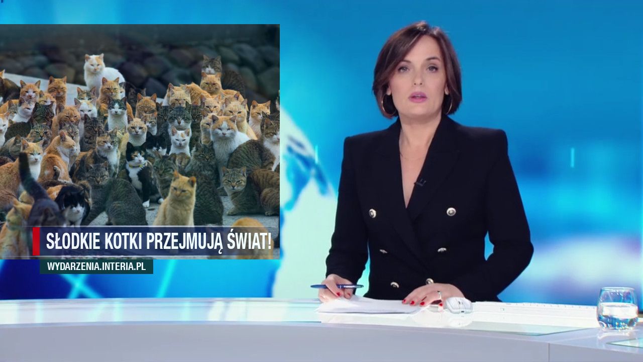 SŁODKIE KOTKI PRZEJMUJĄ ŚWIAT!