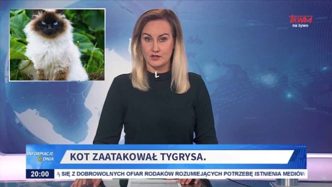 Kot zaatakował tygrysa.