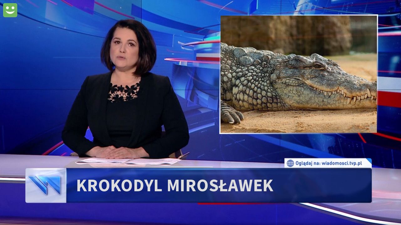 krokodyl Mirosławek