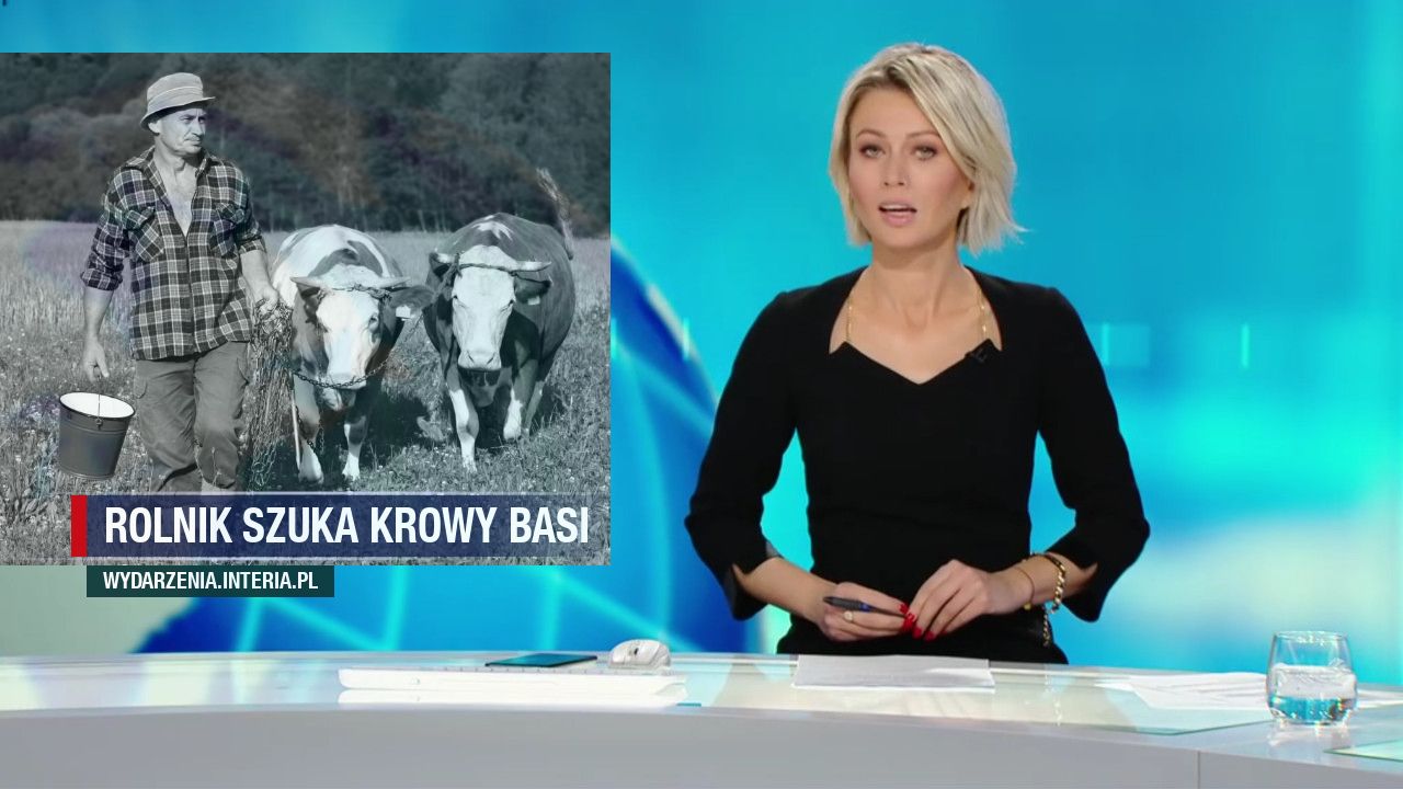 Rolnik szuka krowy Basi