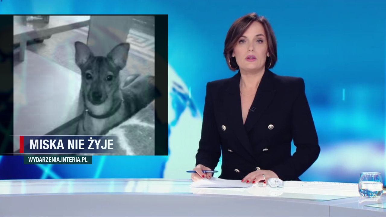 miska nie żyje