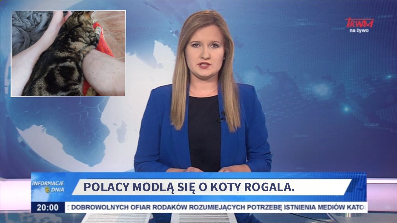 Polacy modlą się o koty rogala. 