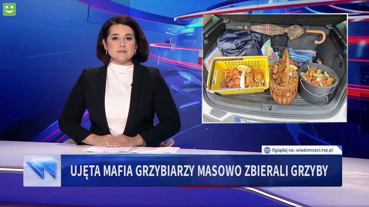 Ujęta mafia grzybiarzy masowo zbierali grzyby