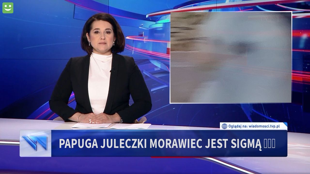 Papuga Juleczki Morawiec  jest SIGMĄ 🗿🗿🗿