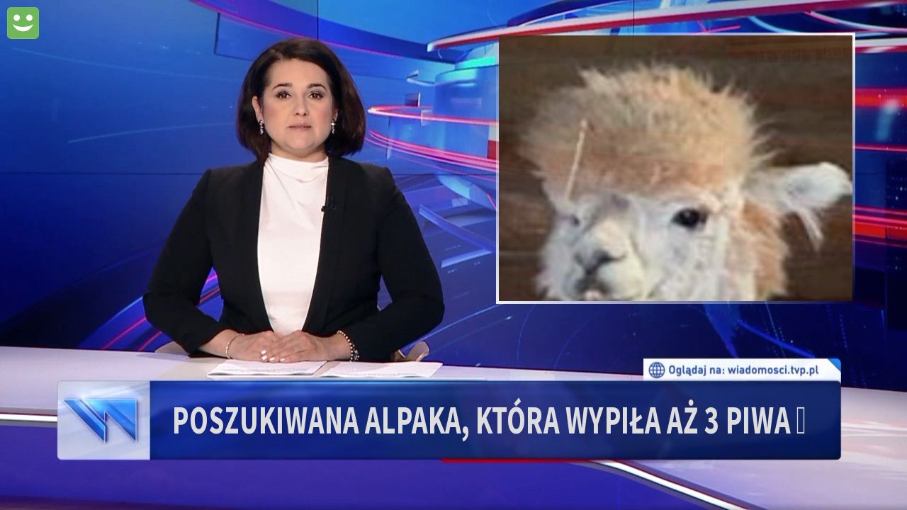 POSZUKIWANA ALPAKA, KTÓRA WYPIŁA AŻ 3 PIWA 🤣