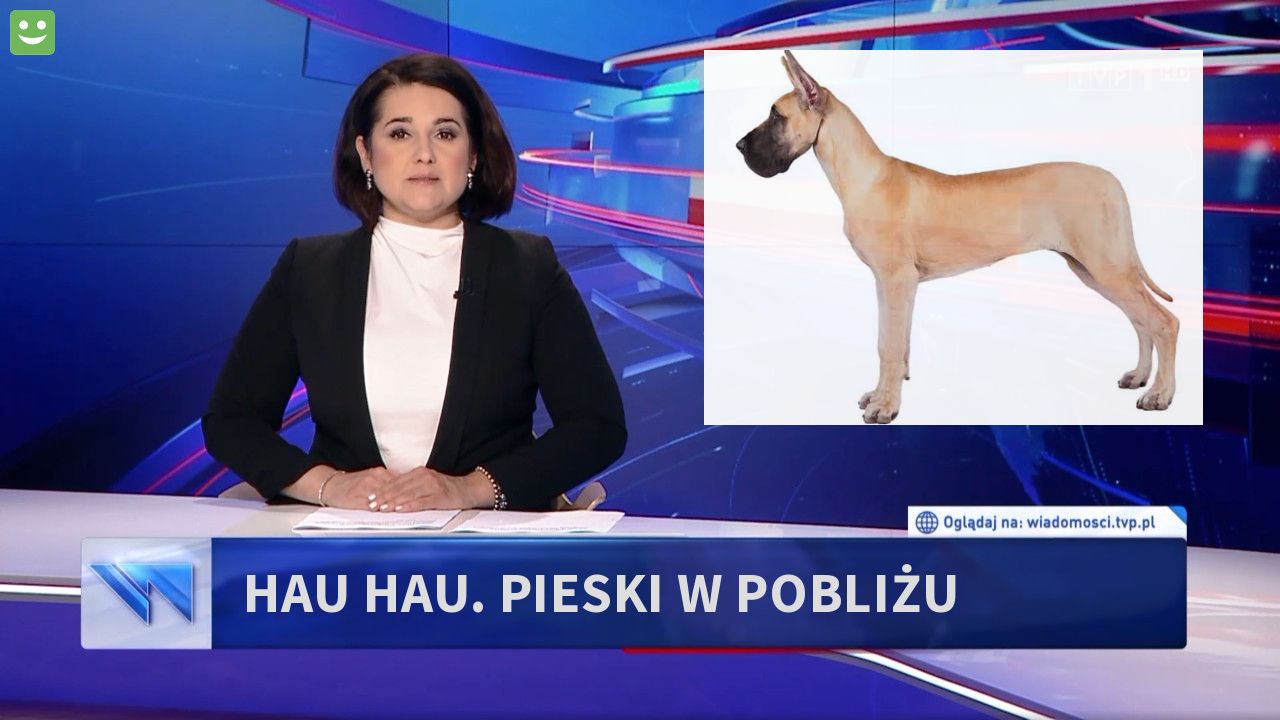  hau hau. pieski w pobliżu