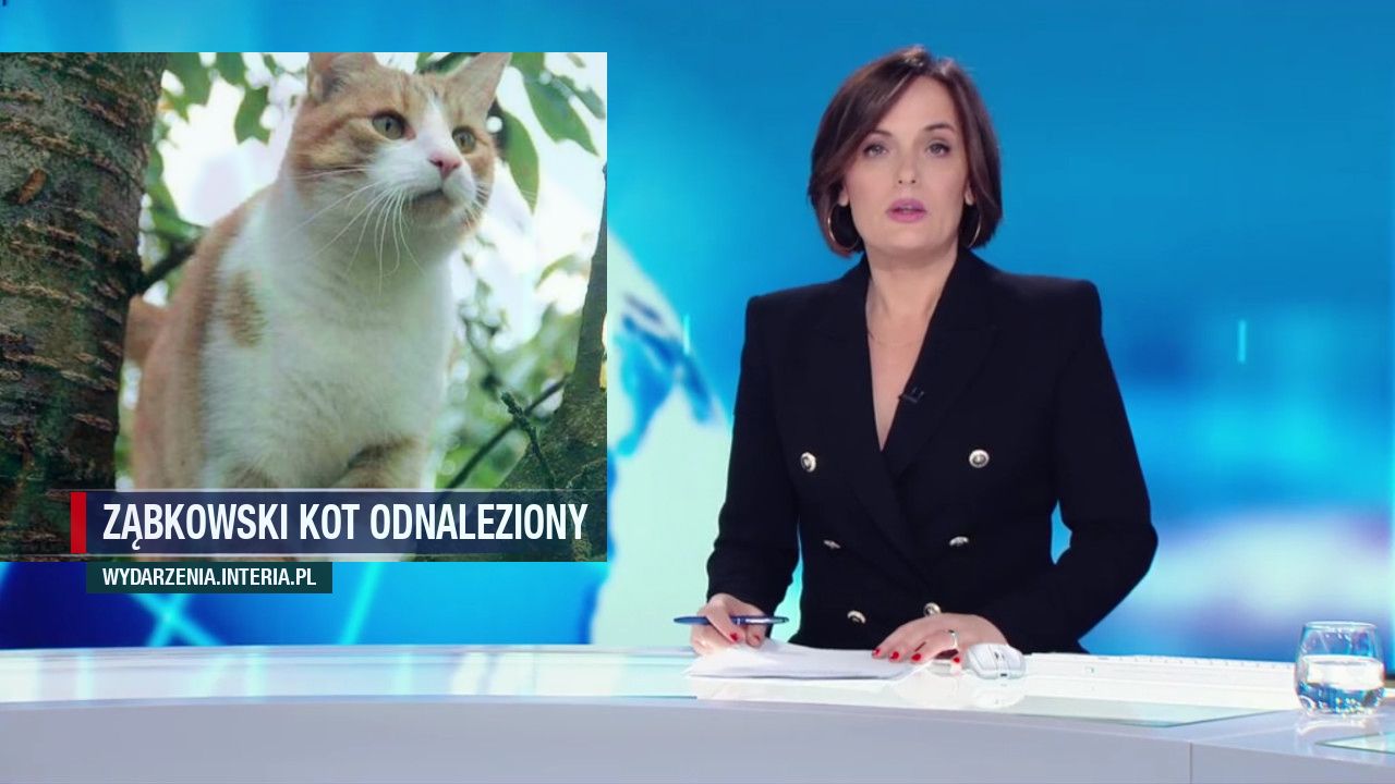 Ząbkowski kot odnaleziony