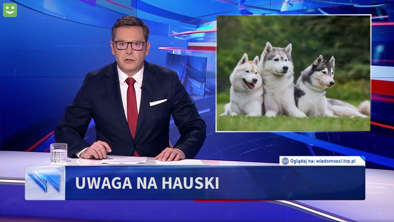 uwaga na hauski