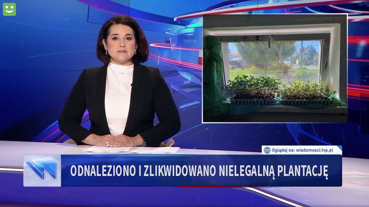 Odnaleziono i zlikwidowano nielegalną plantację