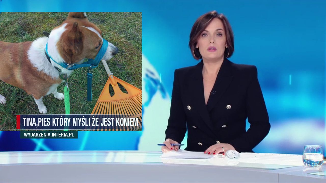 Tina,pies który myśli że jest koniem